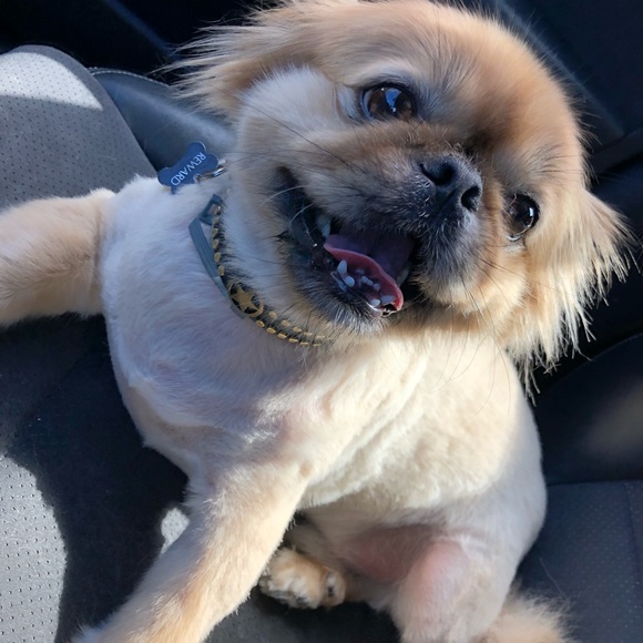 Meet your Posher, Kristen - Picture 2 of 2